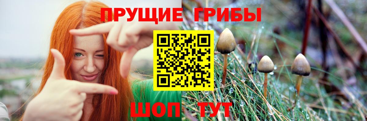 Галлюциногенные грибы Psilocybine cubensis Усинск